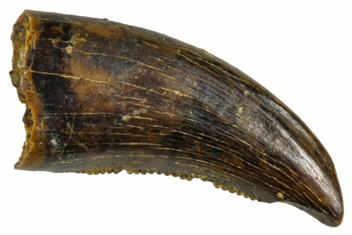 Fossil Raptor (Paronychodon?) Tooth - Wyoming #379789